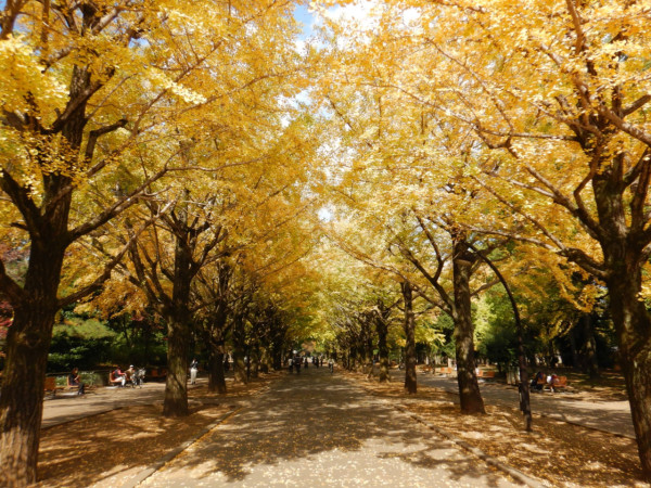 東京賞銀杏好去處 光之丘公園（圖片來源：X@ParksHikariga）