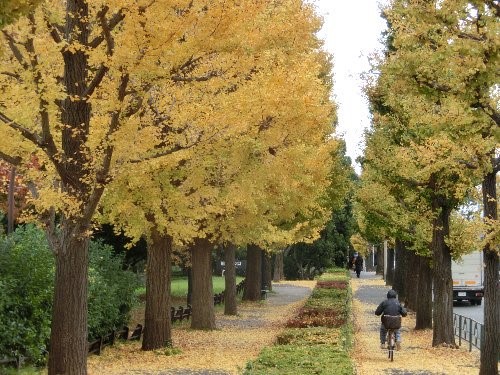 東京賞銀杏好去處 駒澤奧林匹克公園（圖片來源：X@ParksKomazawa）