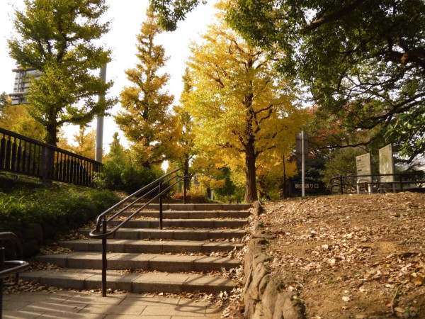東京賞銀杏好去處 駒澤奧林匹克公園（圖片來源：X@ParksKomazawa）