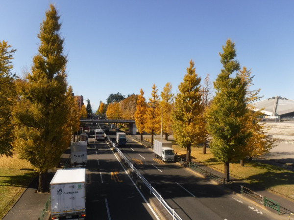 東京賞銀杏好去處 駒澤奧林匹克公園（圖片來源：X@ParksKomazawa）