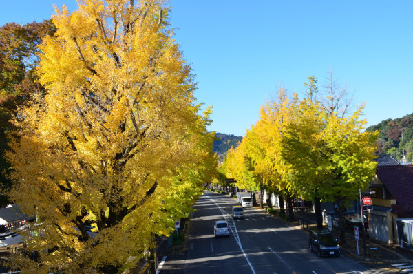 東京賞銀杏好去處 八王子甲州街道（圖片來源：X@ichoufesta）