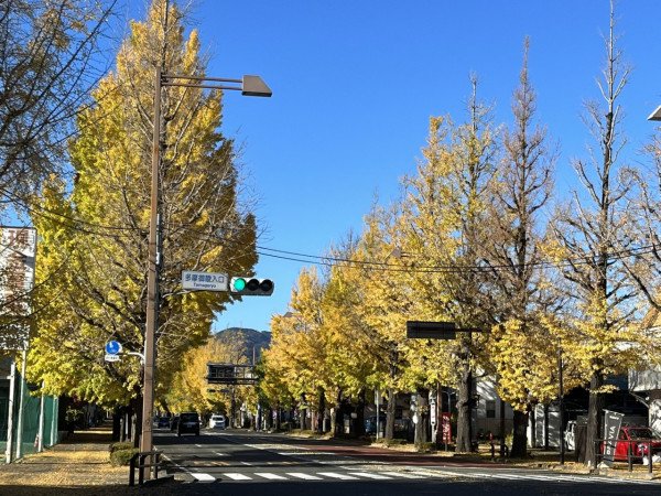 東京賞銀杏好去處 八王子甲州街道（圖片來源：X@ichoufesta）