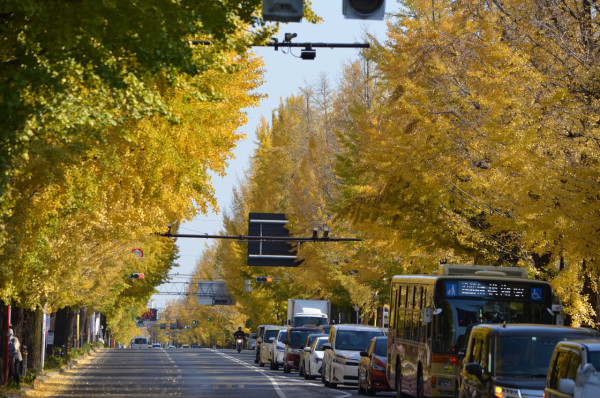 東京賞銀杏好去處 八王子甲州街道（圖片來源：X@ichoufesta）