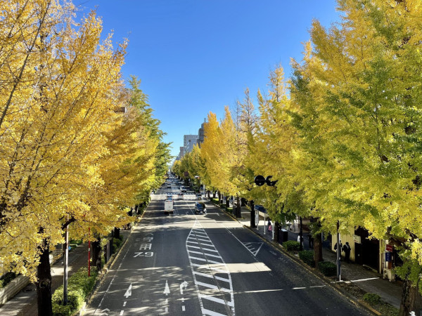 東京賞銀杏好去處 八王子甲州街道（圖片來源：X@ichoufesta）