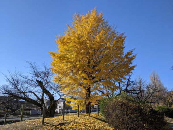 東京賞銀杏好去處 八王子甲州街道（圖片來源：X@ichoufesta）