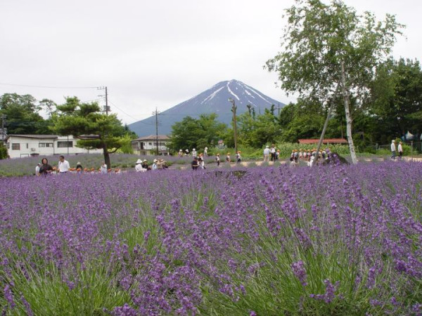 八木崎公園(圖片來源:Yamanashi Tourism Organization) 八木崎公園(圖片來源:Yamanashi Tourism Organization)