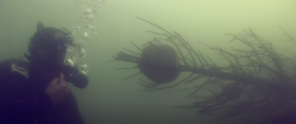 荷蘭運河發現1物極似巨大「異形蛋」 生態學家揭曉其真身！ 