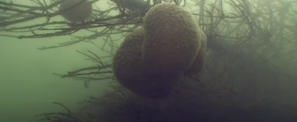 荷蘭運河發現1物極似巨大「異形蛋」 生態學家揭曉其真身！ 