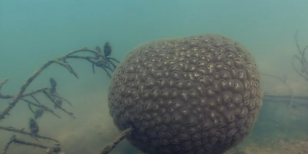 荷蘭運河發現1物極似巨大「異形蛋」 生態學家揭曉其真身！ 