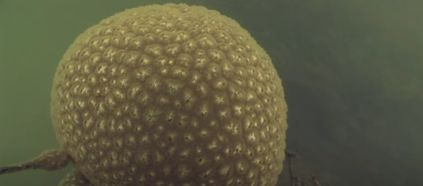 荷蘭運河發現1物極似巨大「異形蛋」 生態學家揭曉其真身！ 