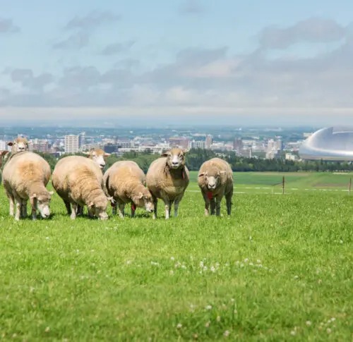 北海道自由行不開車也輕鬆玩！15大景點/交通/美食/手信/住宿攻略 