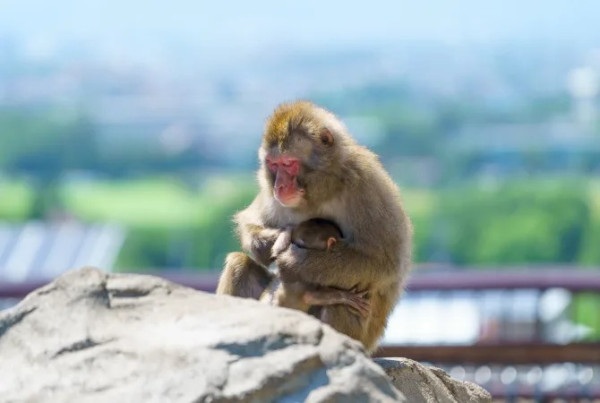 北海道自由行不開車也輕鬆玩！15大景點/交通/美食/手信/住宿攻略 