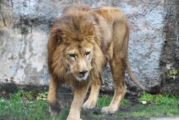 北海道自由行不開車也輕鬆玩！15大景點/交通/美食/手信/住宿攻略 