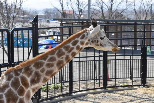 北海道自由行不開車也輕鬆玩！15大景點/交通/美食/手信/住宿攻略 