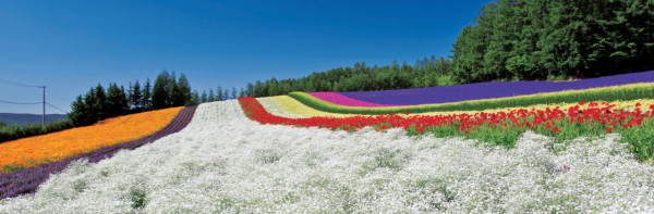 北海道自由行不開車也輕鬆玩！15大景點/交通/美食/手信/住宿攻略 