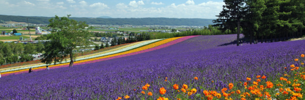 北海道自由行不開車也輕鬆玩！15大景點/交通/美食/手信/住宿攻略 