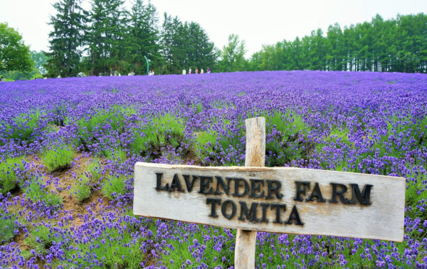 北海道自由行不開車也輕鬆玩！15大景點/交通/美食/手信/住宿攻略 