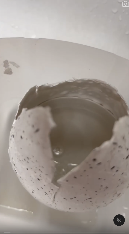 網民東京水族館買企鵝蛋 苦等72小時孵化成果惹爆笑：患了便秘 