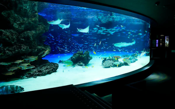 網民東京水族館買企鵝蛋 苦等72小時孵化成果惹爆笑：患了便秘 