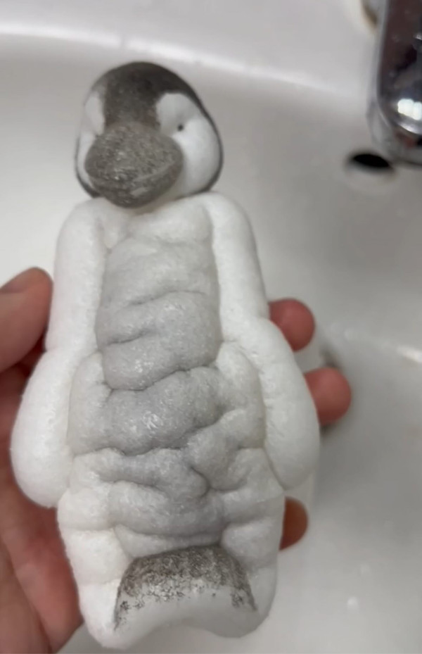 網民東京水族館買企鵝蛋 苦等72小時孵化成果惹爆笑：患了便秘 