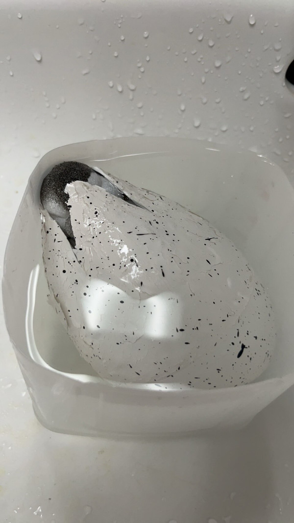 網民東京水族館買企鵝蛋 苦等72小時孵化成果惹爆笑：患了便秘 