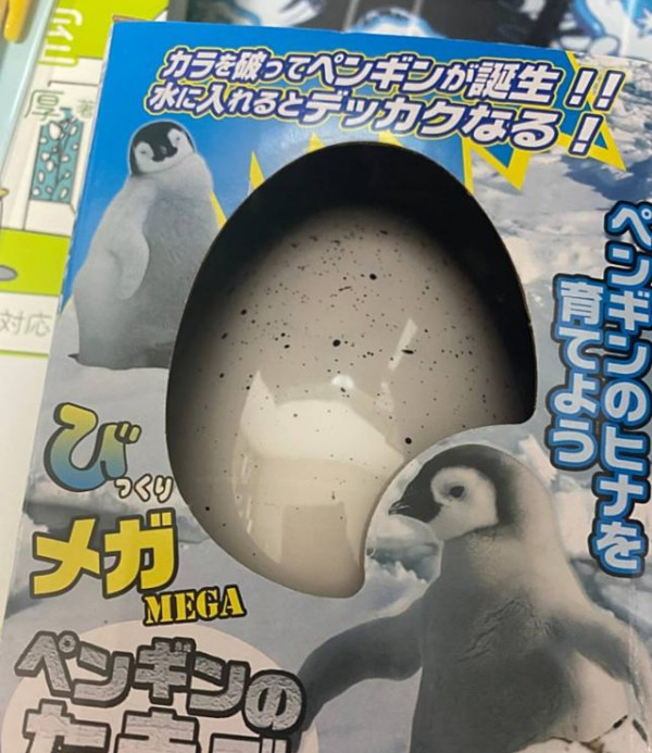 網民東京水族館買企鵝蛋 苦等72小時孵化成果惹爆笑：患了便秘 