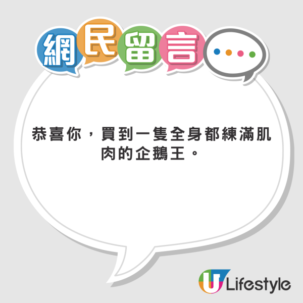 網民東京水族館買企鵝蛋 苦等72小時孵化成果惹爆笑：患了便秘 