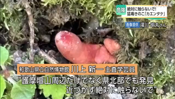 東京多處驚現毒菇火焰茸!觸碰都出事!誤食3克足以致命