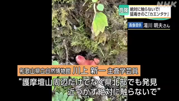 東京多處驚現毒菇火焰茸!觸碰都出事!誤食3克足以致命