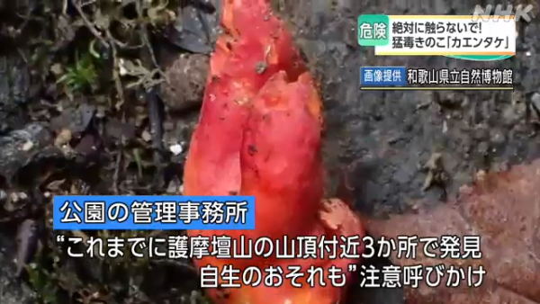 東京多處驚現毒菇火焰茸!觸碰都出事!誤食3克足以致命