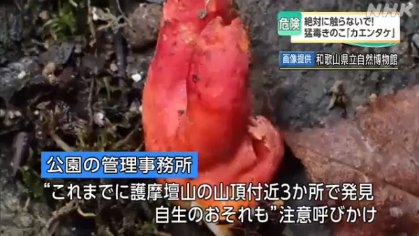 東京多處驚現毒菇火焰茸!觸碰都出事!誤食3克足以致命