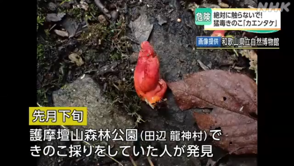 東京多處驚現毒菇火焰茸!觸碰都出事!誤食3克足以致命