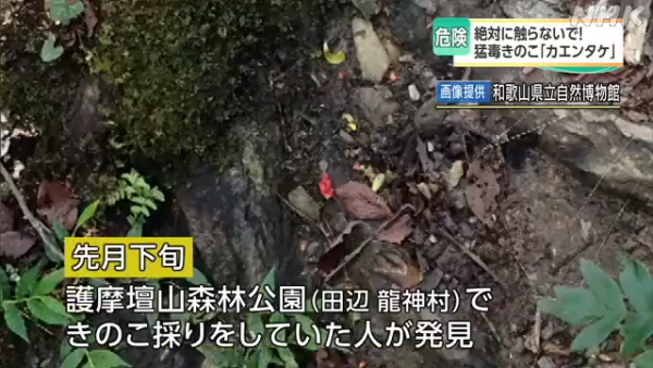 東京多處驚現毒菇火焰茸!觸碰都出事!誤食3克足以致命