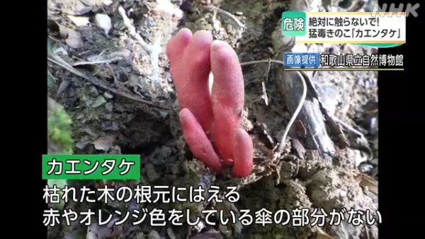 東京多處驚現毒菇火焰茸!觸碰都出事!誤食3克足以致命