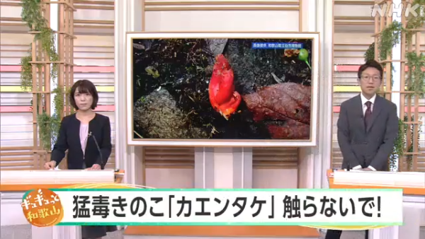 東京多處驚現毒菇火焰茸!觸碰都出事!誤食3克足以致命