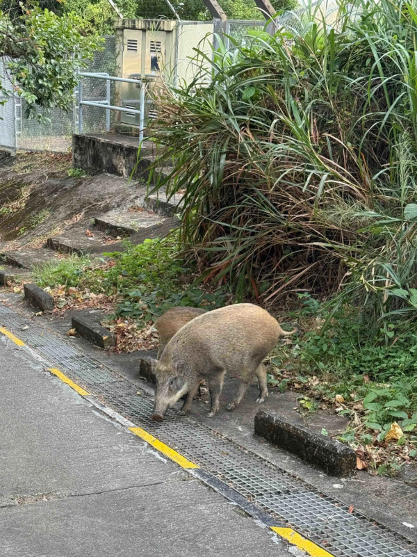 麥理浩徑巨型野豬疑不斷搶食 重磅體型惹議：真係好肥