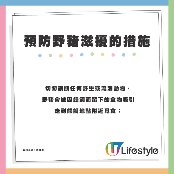 麥理浩徑巨型野豬疑不斷搶食 重磅體型惹議：真係好肥