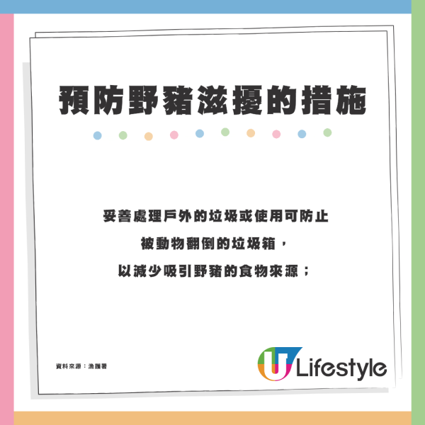 麥理浩徑巨型野豬疑不斷搶食 重磅體型惹議：真係好肥