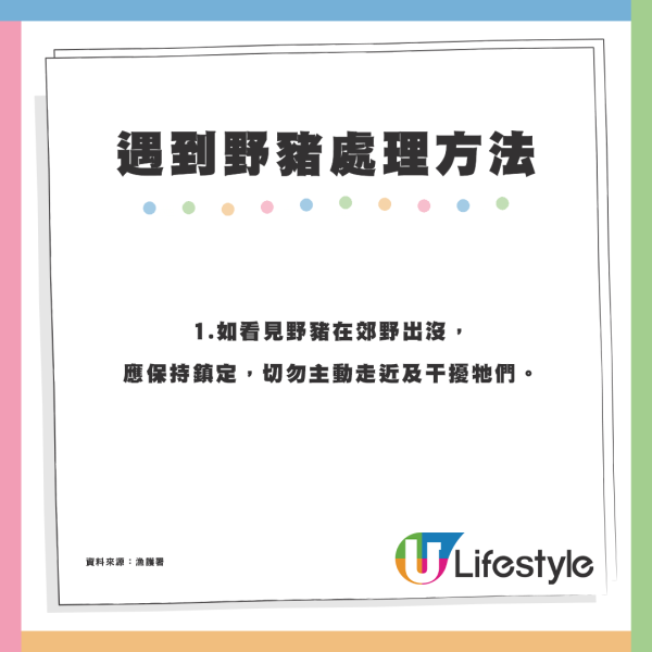 麥理浩徑巨型野豬疑不斷搶食 重磅體型惹議：真係好肥