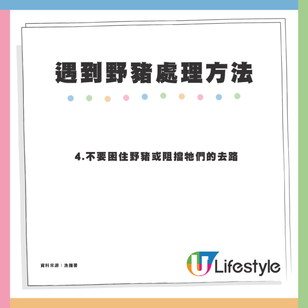 麥理浩徑巨型野豬疑不斷搶食 重磅體型惹議：真係好肥