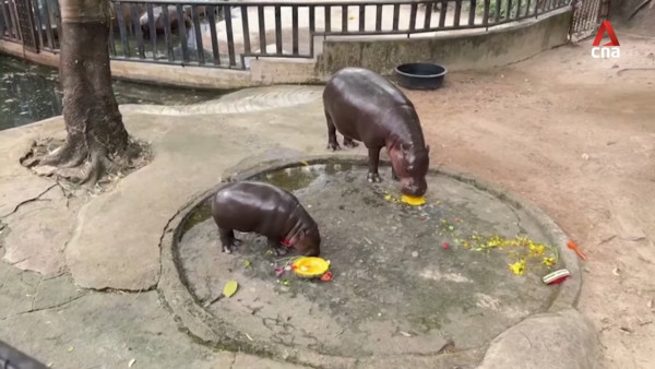 特朗普孻仔出招拉攏年輕人成幕後功臣 幾年間身高飆至2米成焦點 