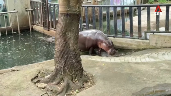 特朗普孻仔出招拉攏年輕人成幕後功臣 幾年間身高飆至2米成焦點 