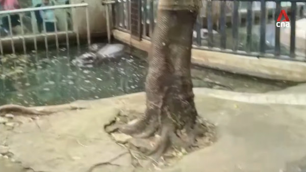 特朗普孻仔出招拉攏年輕人成幕後功臣 幾年間身高飆至2米成焦點 