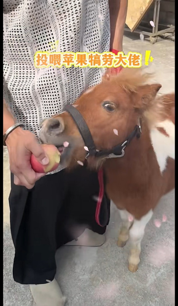 黎芷珊TVB新節目《戰場上》恐遭腰斬 走訪烏克蘭 言論批煽情偏頗不中立 網民向通訊局投訴 