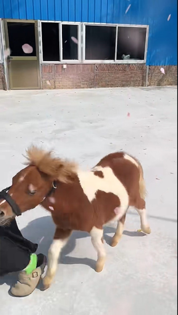 黎芷珊TVB新節目《戰場上》恐遭腰斬 走訪烏克蘭 言論批煽情偏頗不中立 網民向通訊局投訴 