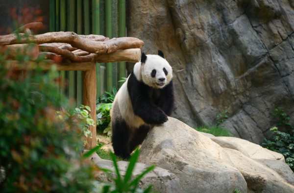 海洋公園百日慶典派對！大熊貓BB家姐細佬滿100日免費送紅雞蛋、豬腳薑醋