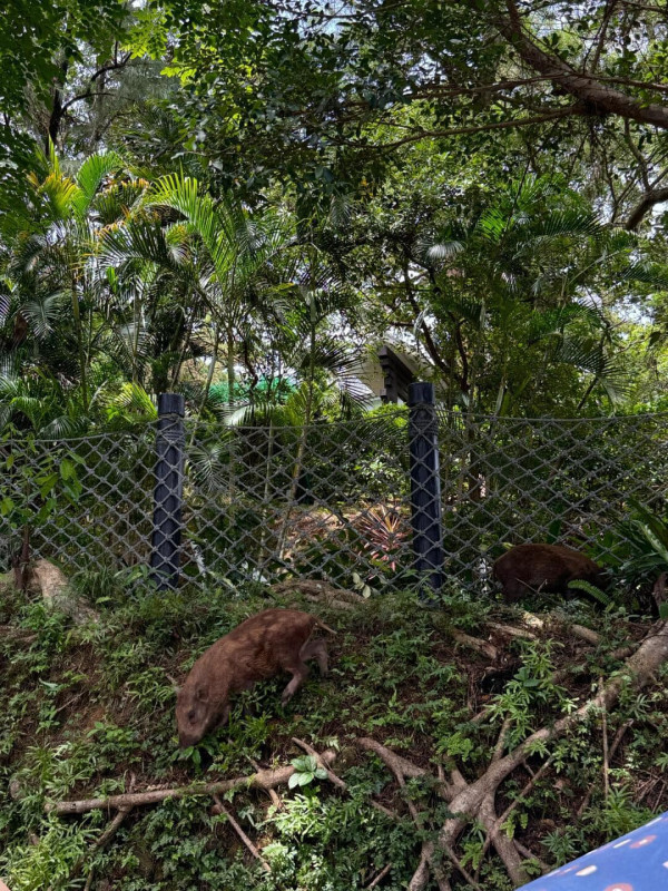 海洋公園用餐遇野豬搶食 遊客：攻略冇人講過！（圖片來源：Facebook群組「香港交通及突發事故報料區」）