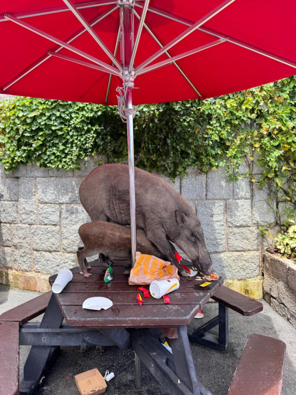 海洋公園用餐遇野豬搶食 遊客：攻略冇人講過！（圖片來源：Facebook群組「香港交通及突發事故報料區」）