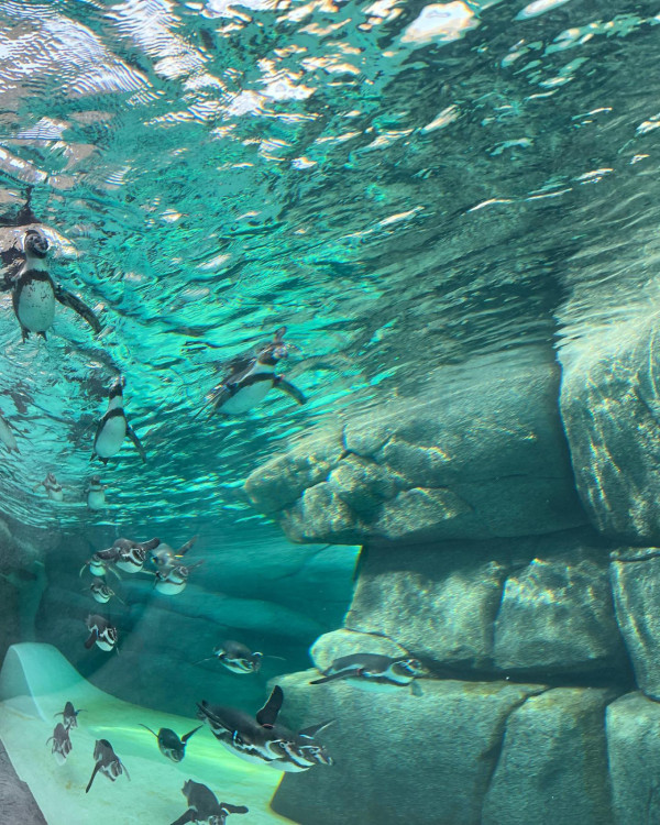 天王寺動物園（圖片來源：Facebook@地方独立行政法人天王寺動物園）