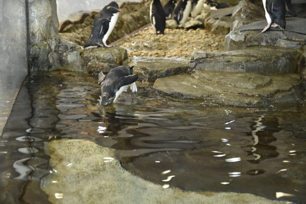 大阪海遊館（圖片來源：Facebook@海遊館 Osaka Aquarium Kaiyukan）